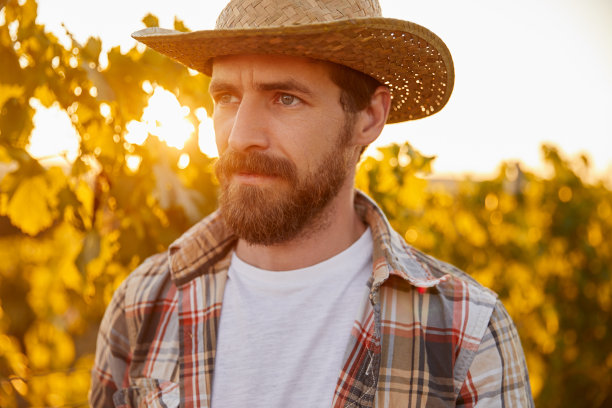 夕阳下葡萄园里长胡子的农夫图片下载