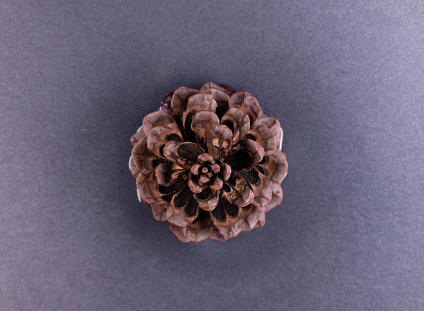 雪松锥。图片下载