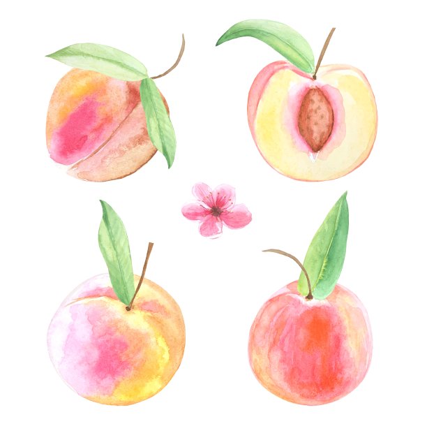 一套水彩桃子与叶子。图片下载