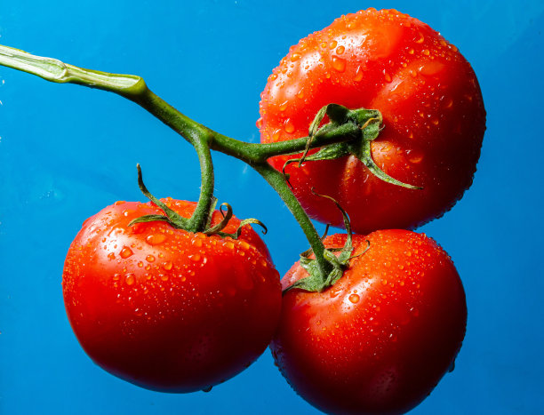 蓝色背景上的红色番茄上有水滴图片下载
