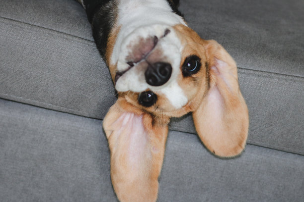 可爱的小猎犬狗睡在家里的沙发上。可爱的狗肖像，选择性聚焦，模糊背景图片下载