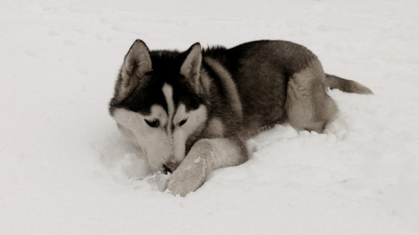 哈士奇黑白形象的一只狗在冬天的雪地里图片下载