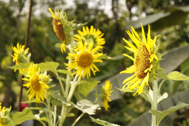 向日葵在夏天图片下载