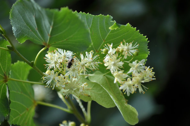 一棵菩提树的树枝上开着花图片下载