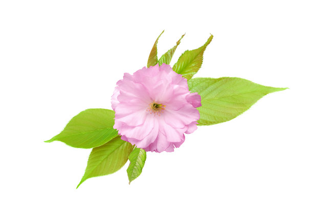 樱花或装饰特里樱花孤立在白色上图片下载