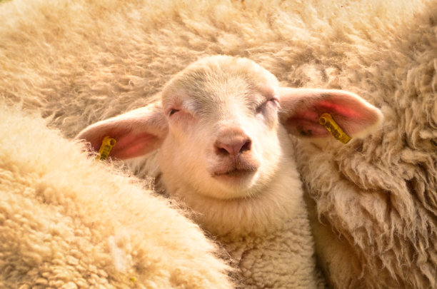 一个非常可爱的特写肖像，毛茸茸的白色羊羔在绿色的草地上图片下载