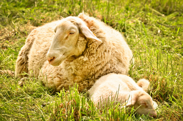 一只非常可爱，毛绒绒的白色小羊羔和它的妈妈在绿色的草地上图片下载