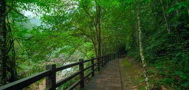 夏季森林的木质通道，热带雨林的木质通道图片下载