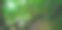 夏季森林的木质通道，热带雨林的木质通道图片下载