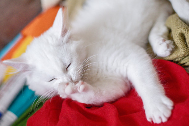 漂亮的白猫在室内的肖像。小猫在房间里玩耍。家畜概念摄影，宠物图片。图片下载