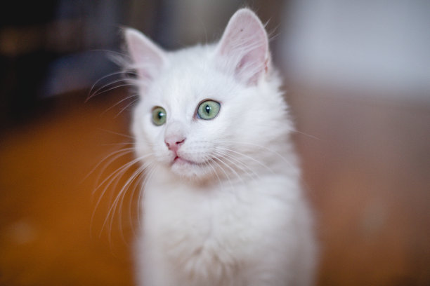 漂亮的白猫在室内的肖像。小猫在房间里玩耍。家畜概念摄影，宠物图片。木制背景图片下载