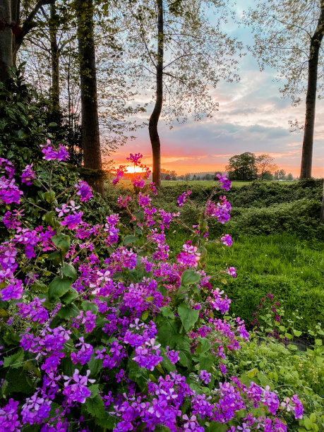春天美丽的日落图片下载