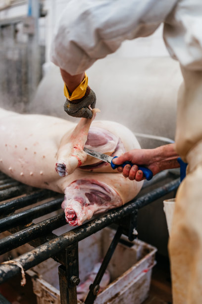 肉类工业屠宰场和食品加工图片下载