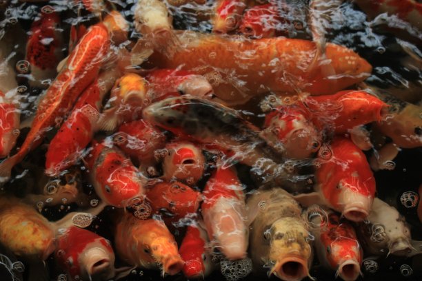 色彩斑斓的鲤鱼鲤鱼图片下载