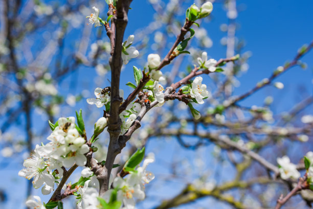 梅花开，花枝开图片下载