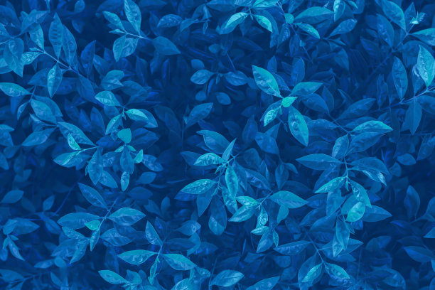 蓝叶背景图片下载