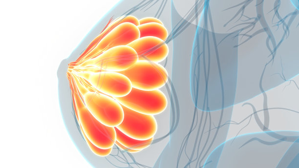 女性内部器官、乳腺解剖图片下载