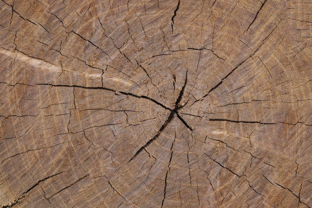 把树干上的木头砍下来。木材纹理。图片下载