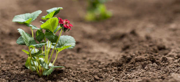 土壤中有一株开红花的草莓幼苗。草莓属品种。在地上种苗。附近有一把抹刀。农业和收获的概念。特写镜头。图片下载