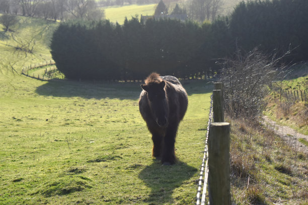 在英国约克郡农场阳光明媚的一天，一匹黑色小马在阳光下的绿色草地上行走图片下载