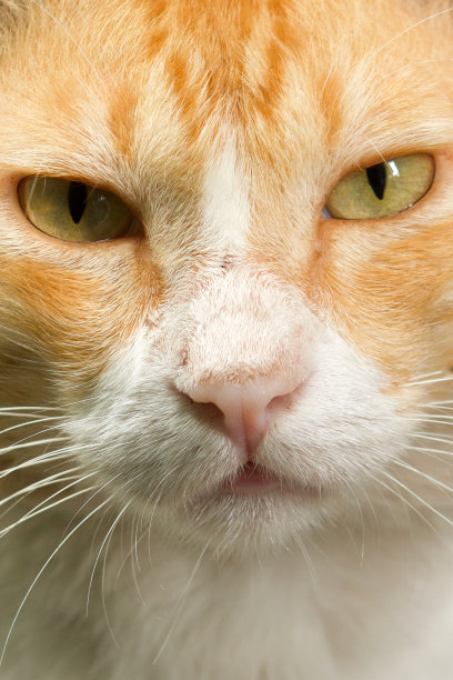 可爱的公猫图片下载