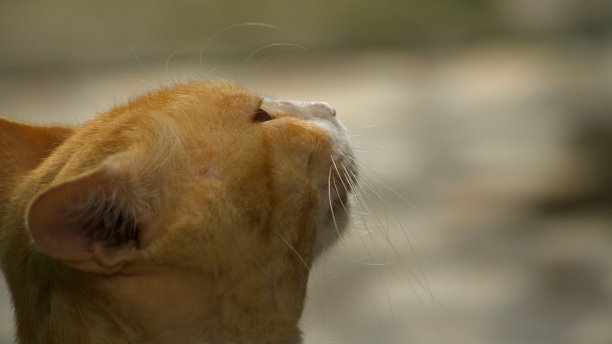 可爱的公猫图片下载