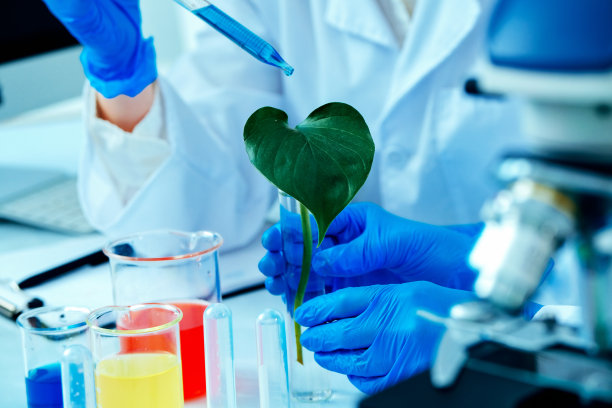 科学家们在实验室检查绿色植物的照片图片下载