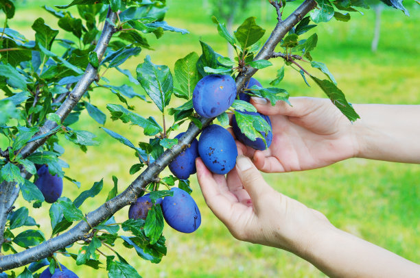 女人的手在果园里采摘蓝色的李子。图片下载