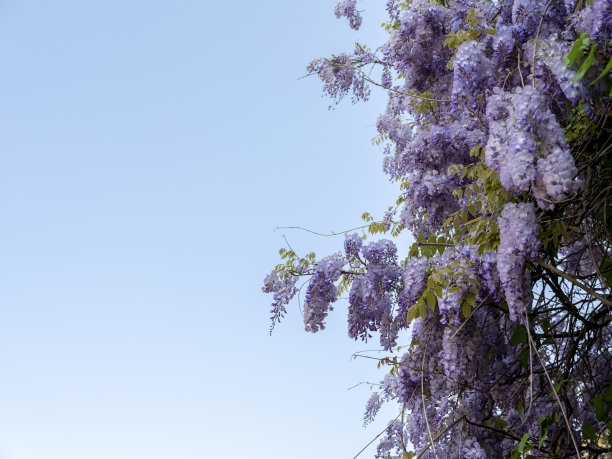 蝶形花科花图片下载