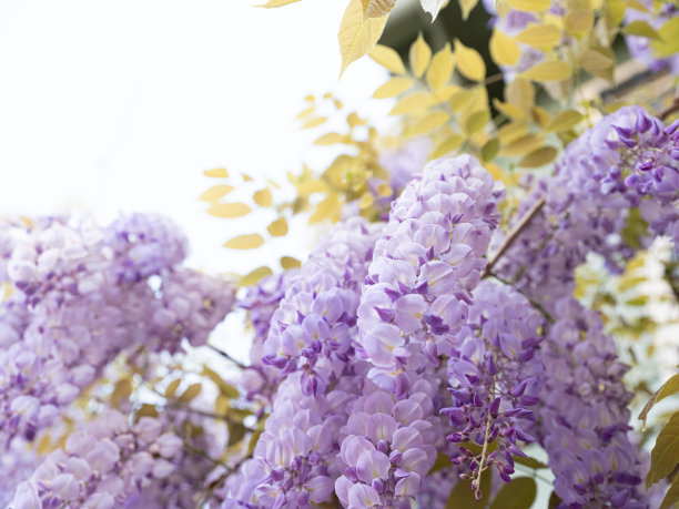 蝶形花科花图片下载