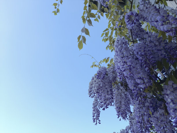 蝶形花科花图片下载