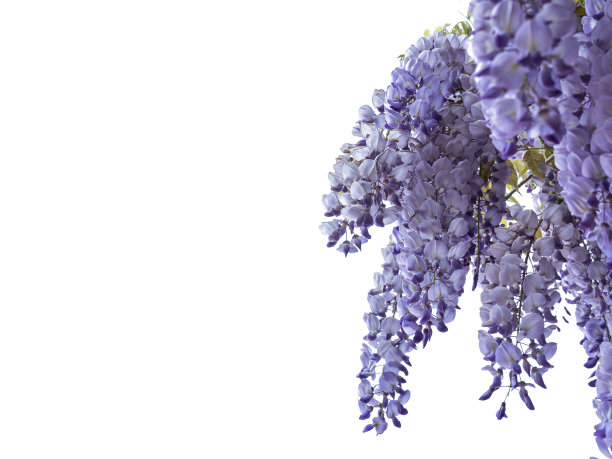 蝶形花科花图片下载