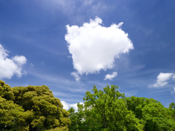 新鲜的绿色和蓝色的天空图片下载