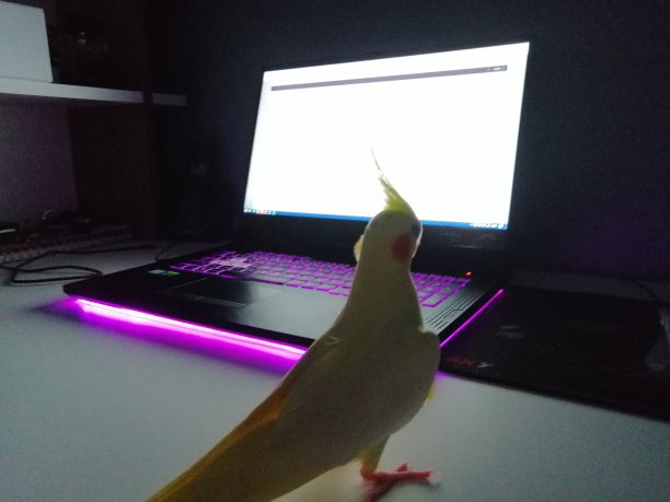 白板笔记本电脑和鸟在桌子上图片下载