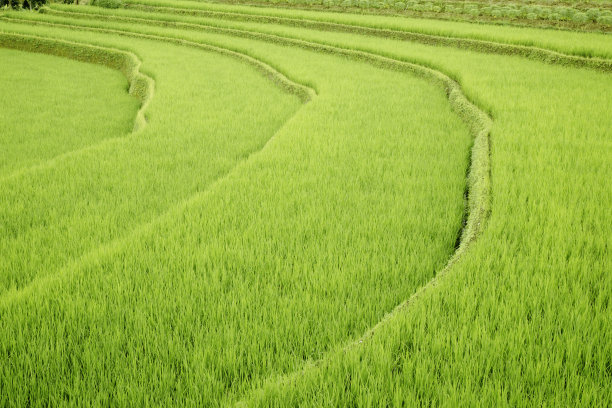 绿油油的稻田在雨季的阳光下图片下载