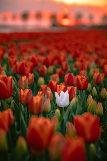 不同的概念-在荷兰北部美丽的夕阳下，一朵白色郁金香与红色郁金香在花田里图片下载