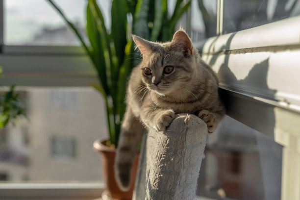 猫在窗口附近图片下载
