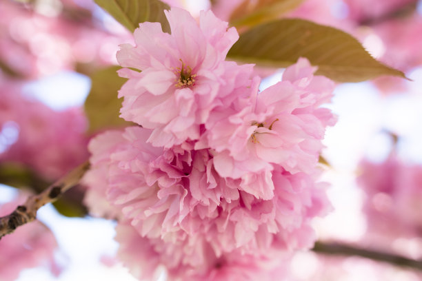 粉红色的樱花枝图片下载