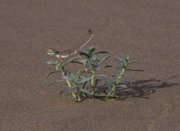阿拉伯蟾头沙蜥图片下载