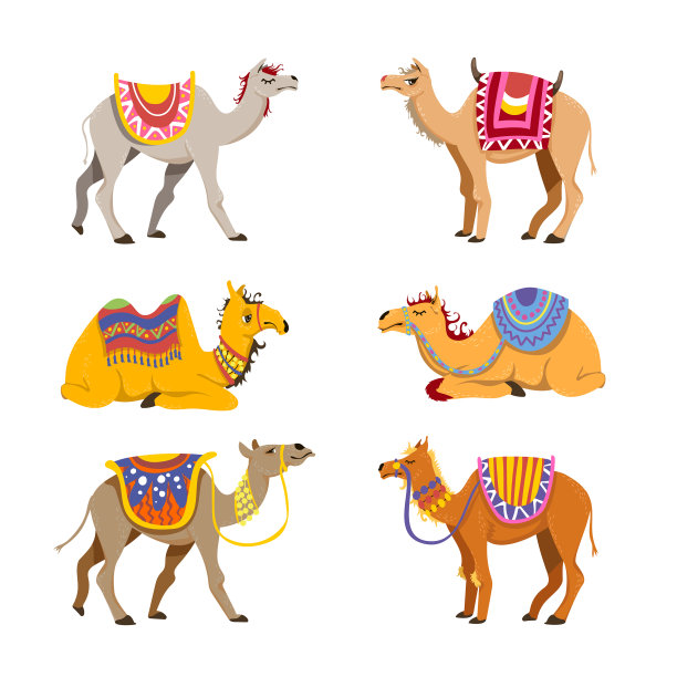 骆驼为沙漠商队准备图片下载