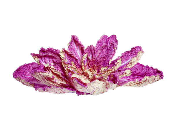 白底紫丁香色的北京大白菜图片下载