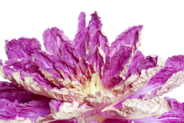 白底紫丁香色的北京大白菜图片下载