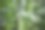山楂花和蜜蜂在春天图片下载