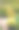 花盆里的各种针叶植物图片下载