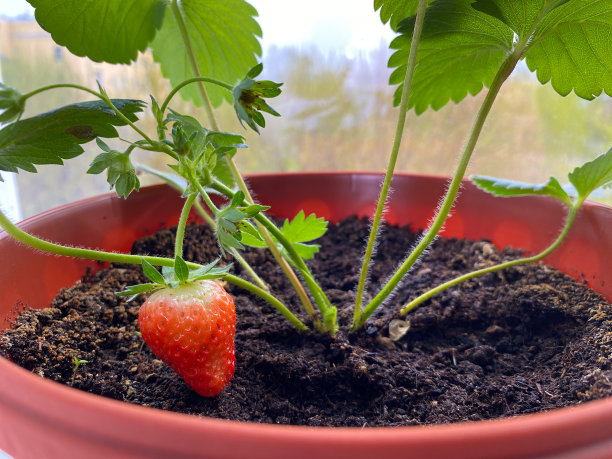 在窗台上种植草莓苗。耙、铲、喷壶。家庭园艺。图片下载