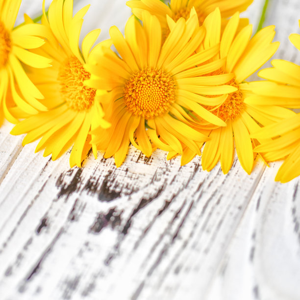 黄色的洋甘菊花放在白色的木桌上。图片下载