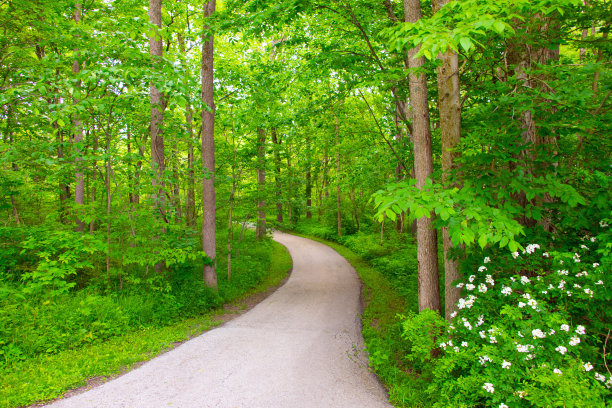 穿过郁郁葱葱的森林-霍华德县，印第安纳州图片下载