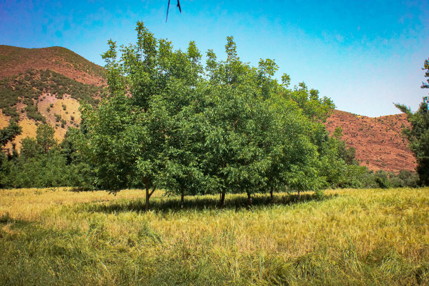摩洛哥乌里卡地区的核桃树图片下载