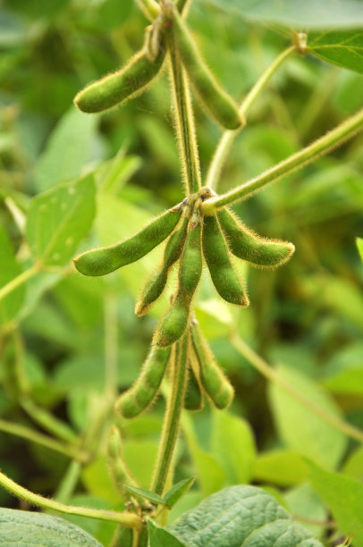 带荚大豆茎图片下载