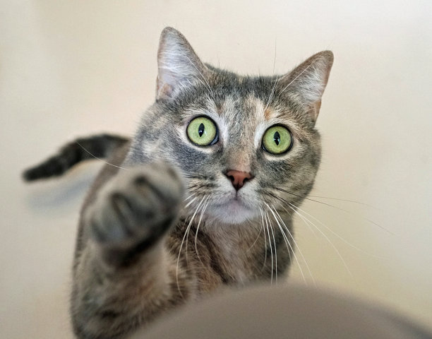 大眼睛的小家虎斑猫伸出爪子玩耍图片下载